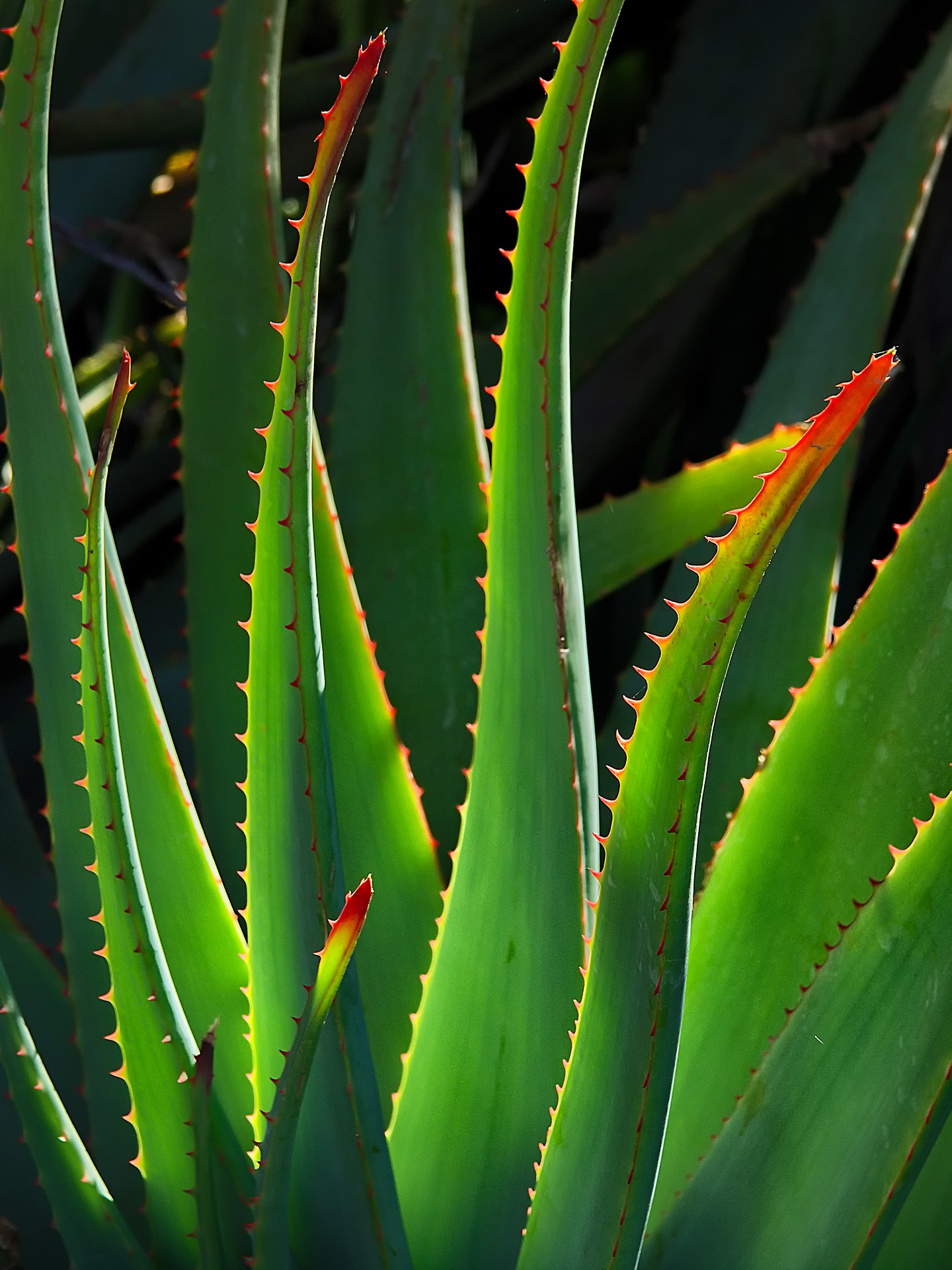 plant-6544088_1920