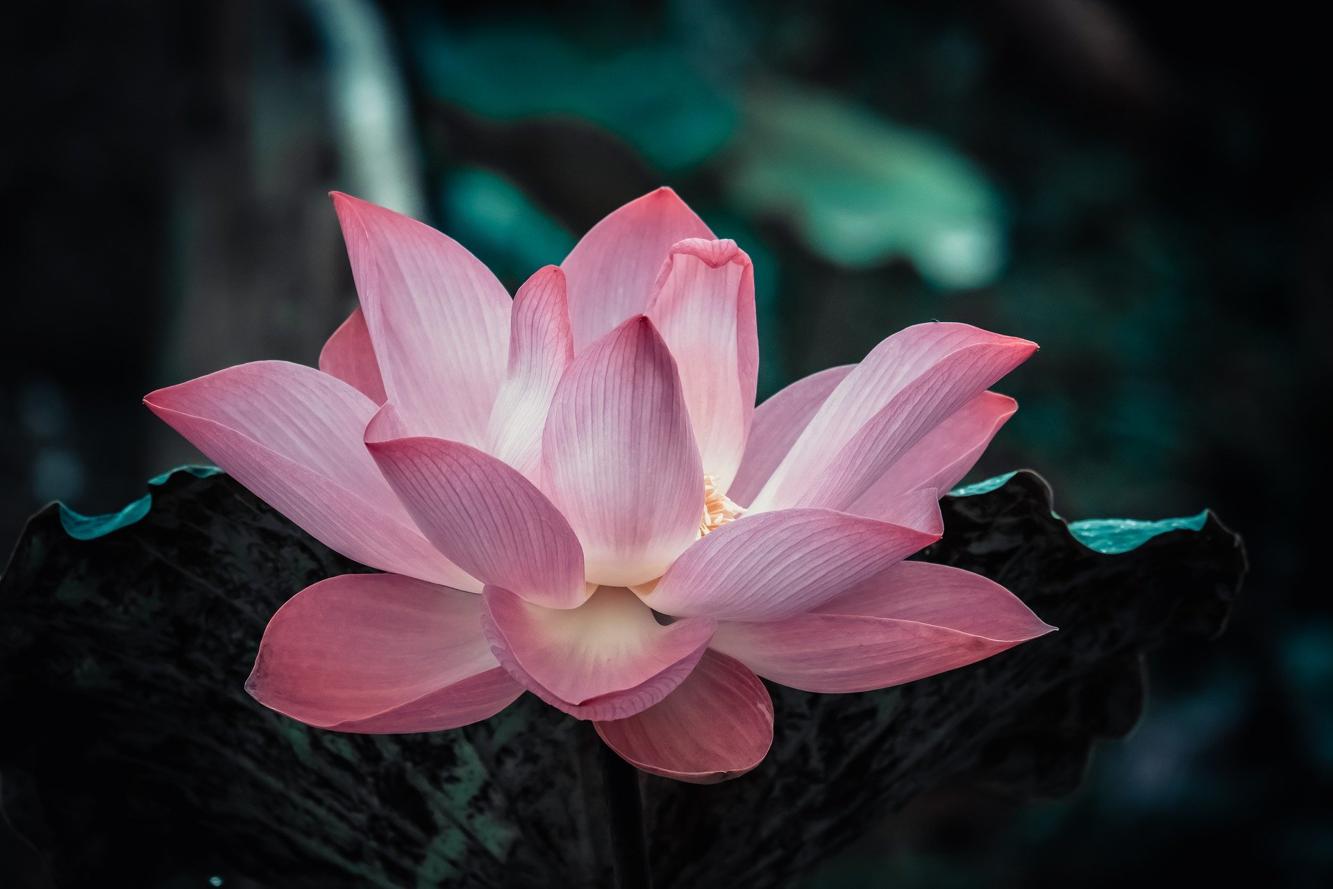 flowesr-g4871c0257_1920