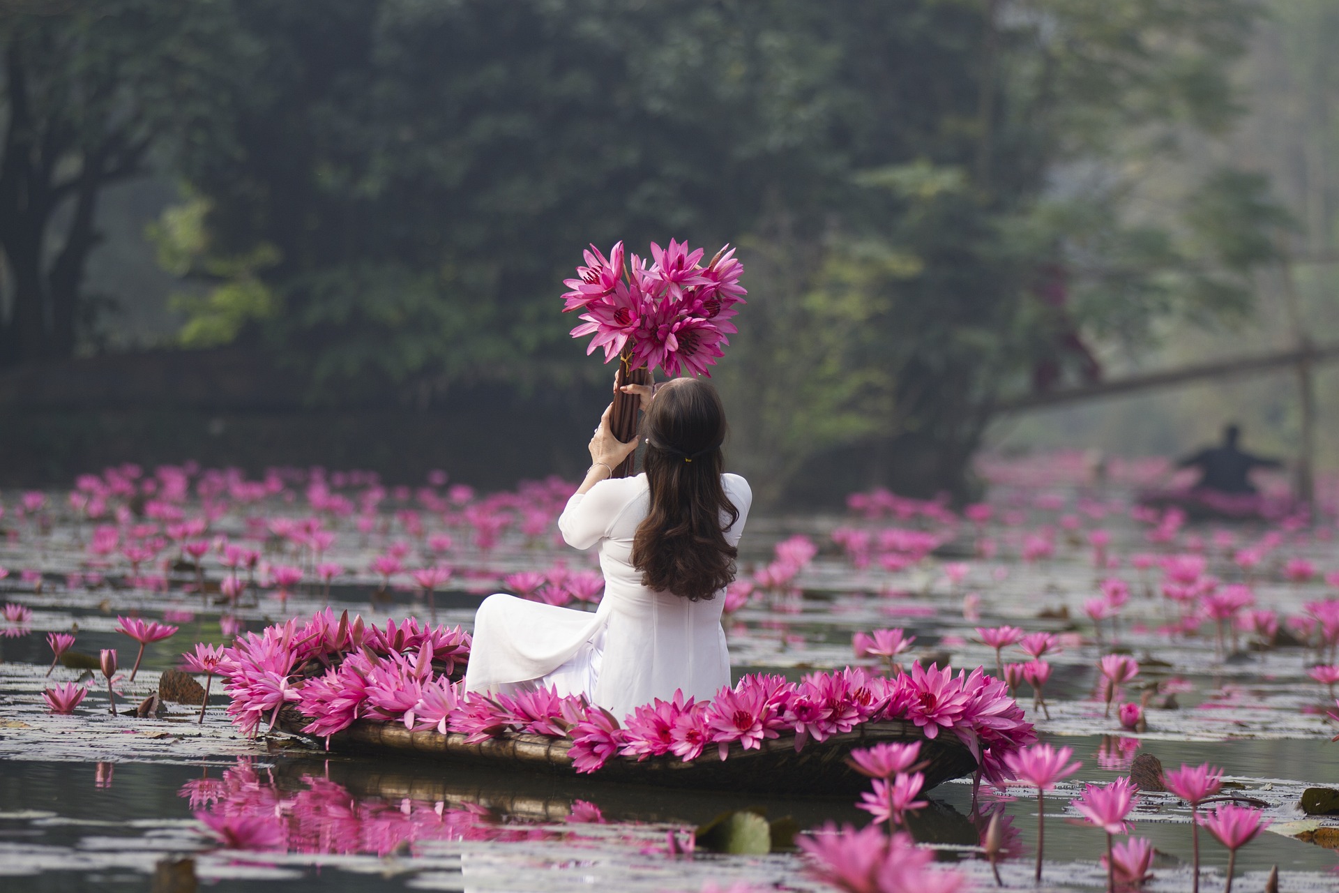 lotuses-6363266_1920